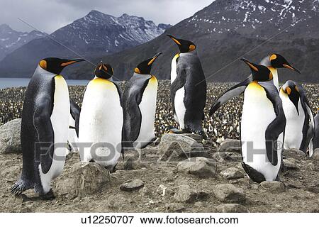 Stock Photo - King Penguins (Aptenodytes patagonicus) in front of literally tens of thousands of nesting king penguins on South Georgia Island, southern Atlantic Ocean.. Fotosearch