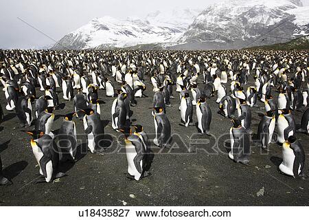 Stock Photo - King Penguins (Aptenodytes patagonicus) nesting by the thousands on South Georgia Island, southern Atlantic Ocean.. Fotosearch