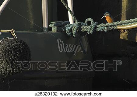 Kingfisher (Alcedo atthis) on rope looking into water next to boat with name Glasgow visible. Picture taken in Maryhill on the canal overlooking the city. Kingfishers perch on anything overlooking the water looking for fish to hunt.., Scotland View Large Photo Image Stock Image - Kingfisher (Alcedo atthis) on rope looking into water next to boat with name Glasgow visible. Picture taken in Maryhill on the canal overlooking the city. Kingfishers perch on anything overlooking the water looking for fish to hunt.., Scotland. Fotosearch