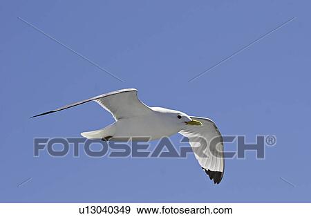 Kittiwake in flight (Rissa tridactyla) West coast of Scotland, UK View Large Photo Image Stock Photo - Kittiwake in flight (Rissa tridactyla) West coast of Scotland, UK. Fotosearch