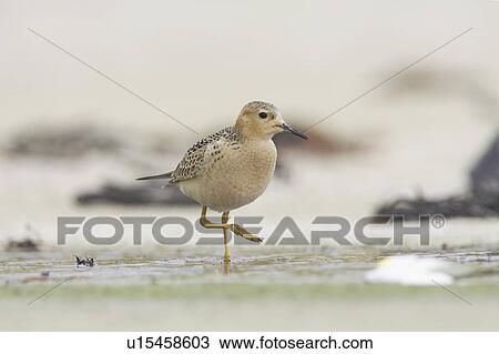 Stock Image - Knot (Calidris canutus). Soroby, Argyll, Scotland, UK. Fotosearch