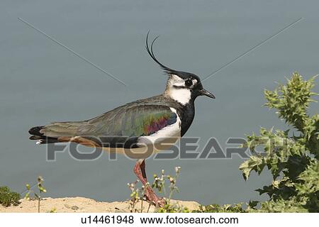Stock Photo - Lapwing. UK. Fotosearch