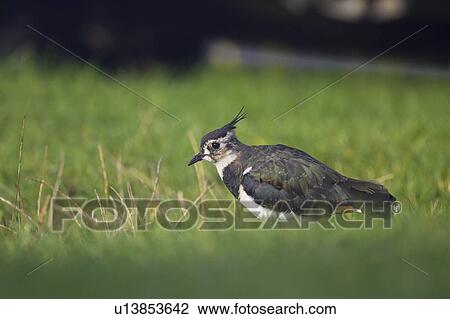Lapwing (Vanellus vanelllus) walking on grass searching for food. Scarinish, Argyll,, Scotland, UK View Large Photo Image Stock Image - Lapwing (Vanellus vanelllus) walking on grass searching for food. Scarinish, Argyll,, Scotland, UK. Fotosearch