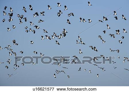 Lapwing (Vanellus vanellus) flock flying. UK View Large Photo Image Stock Photo - Lapwing (Vanellus vanellus) flock flying. UK. Fotosearch