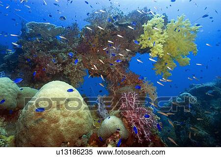 Stock Photography - Large diversity of soft and hard corals growing over the external structure of the Shinkoku Maru, Truk lagoon, Chuuk, Federated States of Micronesia, Pacific. Fotosearch