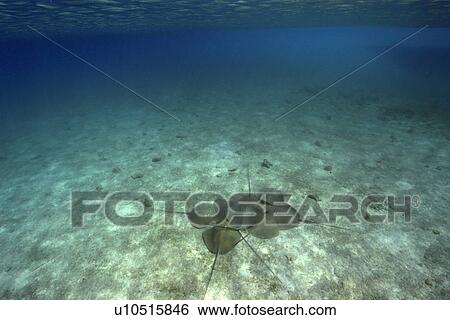 Stock Photograph - Large group of pink whipray or Tahitian stingray, Himantura fai, Rongelap, Marshall Islands, Micronesia. Fotosearch
