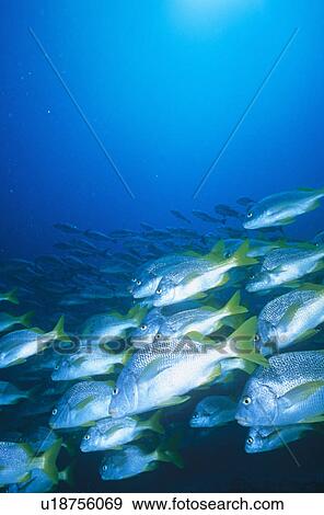 Large school of Grunts. Red Sea. View Large Photo Image Stock Photo - Large school of Grunts. Red Sea.. Fotosearch