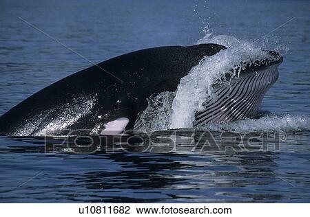 Stock Image - Late phase of an oblique lunge. The Minke whale (Balaenoptera acutorostrata) falls back into the water while its throat is still expanded and water is pushed out under high pressure. St. Lawrence estuary, Canada. Fotosearch