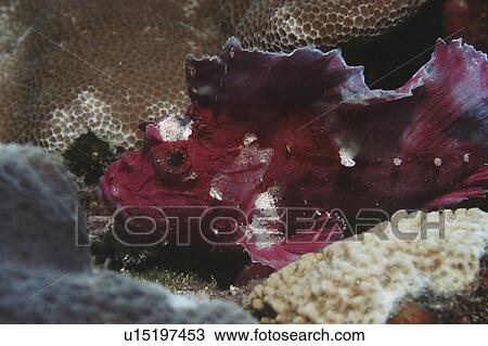 Stock Image - Leaf fish (Taenianotus triacanthus) purple/pink member of scorpionfish family showing much detail, Mabul, Borneo, Malaysia. Fotosearch