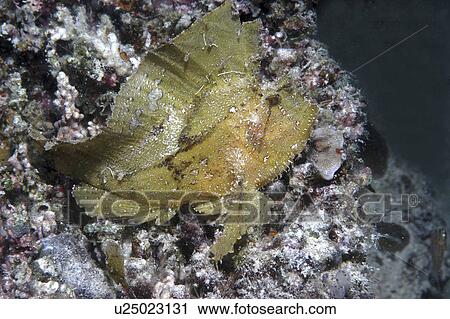 Stock Image - Leaf fish (Taenianotus triacanthus) yellow member of scorpeonfish family showing much detail, Mabul, Borneo, Malaysia. Fotosearch