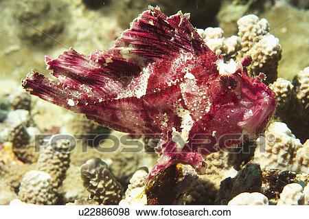 Stock Photo - Leaf fish (Taenianotus triacanthus? ). Sipadan Island, Malaysia. Fotosearch