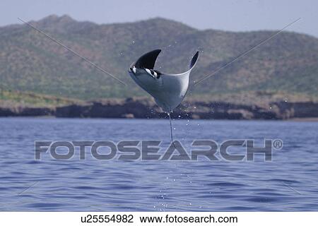 Leaping mobula (Mobula japonica) near Islam Tiburon in the Gulf of California (Sea of Cortez), Mexico. View Large Photo Image Stock Image - Leaping mobula (Mobula japonica) near Islam Tiburon in the Gulf of California (Sea of Cortez), Mexico.. Fotosearch