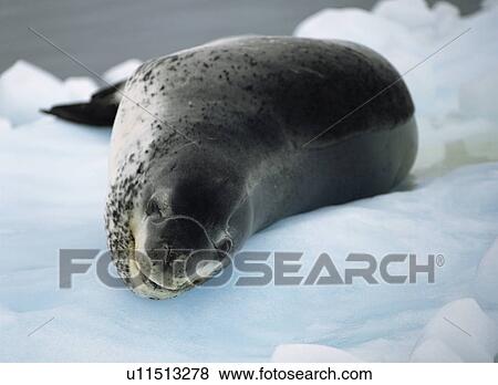 Leopard seal (Hydrurga leptonyx) resting on ice floe, Antarctica View Large Photo Image Stock Photo - Leopard seal (Hydrurga leptonyx) resting on ice floe, Antarctica. Fotosearch