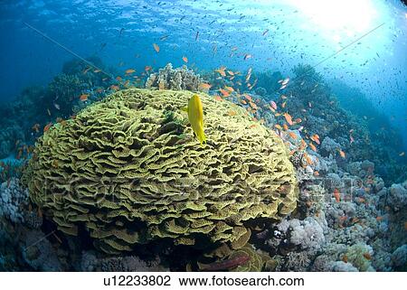 Stock Image - Lettuce coral (Turbinaria mesenterina) with orange anthias fish and clear blue water, Red Sea, Egypt.. Fotosearch