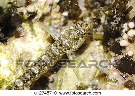 Life in a tide pool - macro close-up details of the tiny inhabitants (small blenny) in a tide pool in the Gulf of California (Sea of Cortez), Mexico. View Large Photo Image Stock Image - Life in a tide pool - macro close-up details of the tiny inhabitants (small blenny) in a tide pool in the Gulf of California (Sea of Cortez), Mexico.. Fotosearch