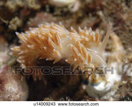 Stock Image - Lined Nudibranch (Coryphella lineata), fawn coloured British nudibranch with many tentacles on back and bisible line down mid back, St Abbs, Scotland, UK North Sea. Fotosearch