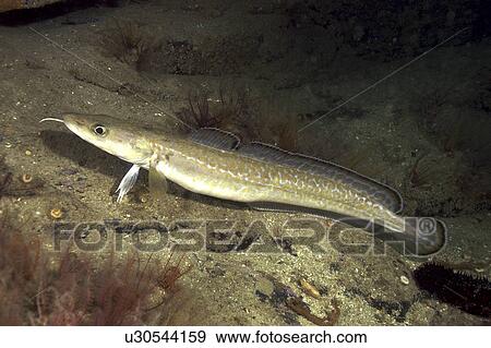 Stock Photo - Ling (Molva molva) Penzance, UK. Fotosearch