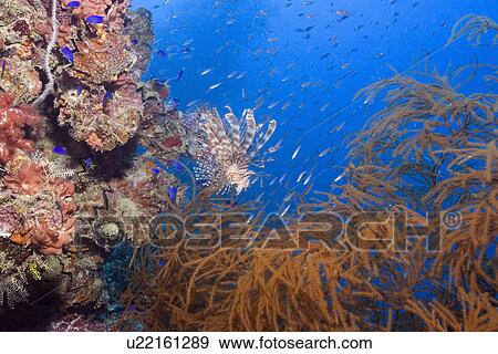 Stock Photo - Lionfish, Pterois volitans, and soft coral, Rumphella sp., and frame silhouette, Shinkoku Maru shipwreck, Truk lagoon, Chuuk, Federated States of Micronesia, Pacific. Fotosearch