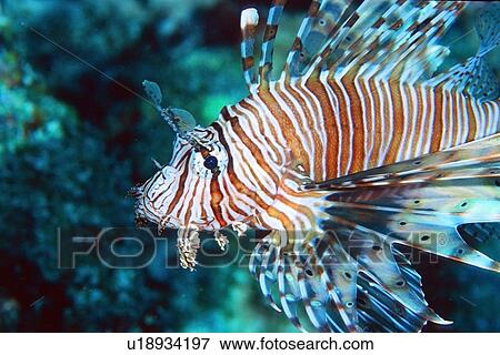 Stock Photo - Lionfish, Pterois volitans, Similan Islands, Thailand (Andaman Sea). Fotosearch