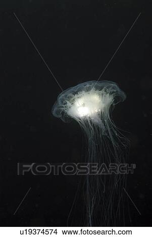 Lions mane jellyfish (Cyanea capillata), detail showing blue coloration, St Abbs, Scotland, UK North Sea View Large Photo Image Picture -  Lions mane jellyfish (Cyanea capillata), detail showing blue coloration, St Abbs, Scotland, UK North Sea. Fotosearch