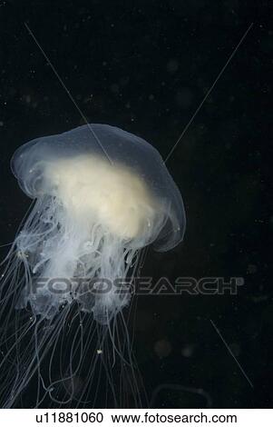 Stock Image -  Lions mane jellyfish (Cyanea capillata), detail showing blue coloration, St Abbs, Scotland, UK North Sea. Fotosearch