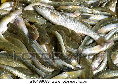 Stock Image - Live Fish at seafood market near Yeongjongdo pier, Incheon, Gyeonggi-Do, South Korea. Fotosearch