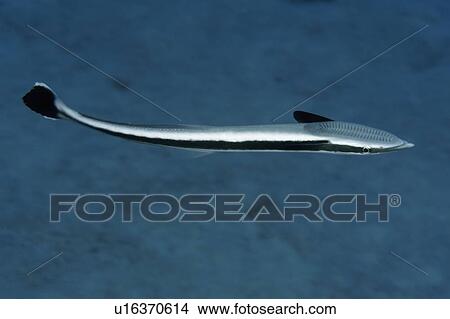 Picture - Live sharksucker, Echeneis naucrates, Rongelap, Marshall Islands, Micronesia. Fotosearch
