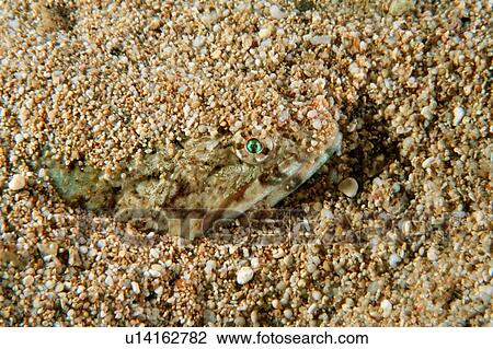 Stock Image - Lizardfish buried under sand, Synodus sp., Pupukea, Oahu, Hawaii (N. Pacific). Fotosearch