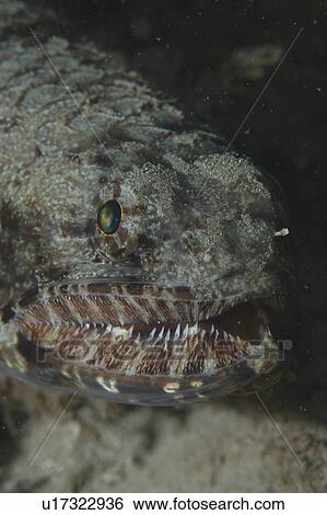 Lizardfish ( Synodus variegatus), detail of head showing jaws and teeth, Rangiroa, French Polynesia, Southern Pacific Ocean View Large Photo Image Stock Photograph - Lizardfish ( Synodus variegatus), detail of head showing jaws and teeth, Rangiroa, French Polynesia, Southern Pacific Ocean. Fotosearch