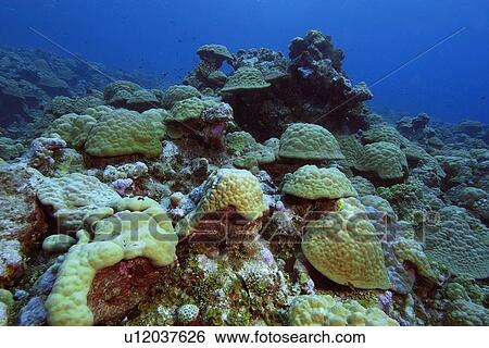Stock Photograph - Lobe coral, Porites spp., Namu atoll, Marshall Islands (N. Pacific). Fotosearch