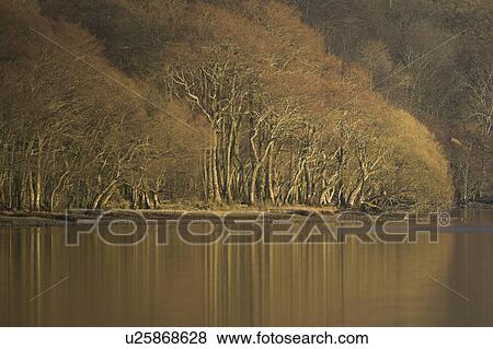 Loch Awe late autumn with reflections of trees in water. Argyll, Scotland View Large Photo Image Stock Photo - Loch Awe late autumn with reflections of trees in water. Argyll, Scotland. Fotosearch