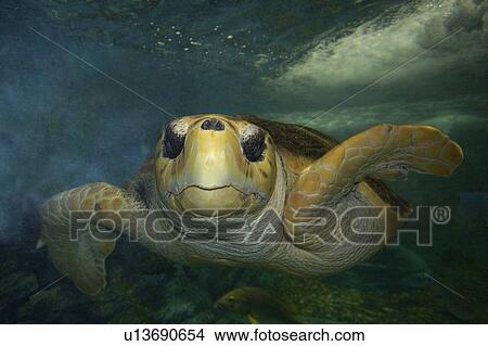 Loggerhead turtle (Caretta caretta) underwater, species endangered globally, Kailua-Kona, Hawaii, (Pacific) View Large Photo Image Picture - Loggerhead turtle (Caretta caretta) underwater, species endangered globally, Kailua-Kona, Hawaii, (Pacific). Fotosearch