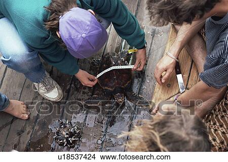 Picture - Loggerhead Turtle (Caretta caretta) being measured prior to tagging. Azores. Fotosearch