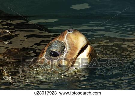 Stock Image - Loggerhead turtle, Caretta caretta, Centre for sea turtle protection, TAMAR project, Praia do Forte, Bahia, Brazil (South Atlantic). Fotosearch