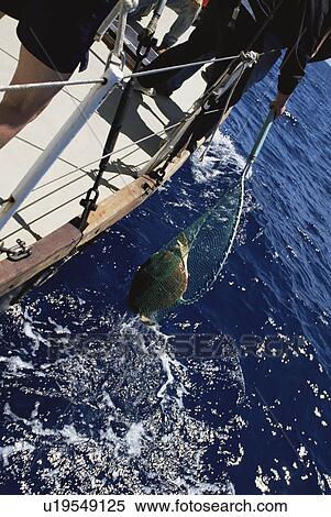 Stock Photography - Loggerhead Turtle (Caretta caretta) being captured for tagging project. Azores. Fotosearch