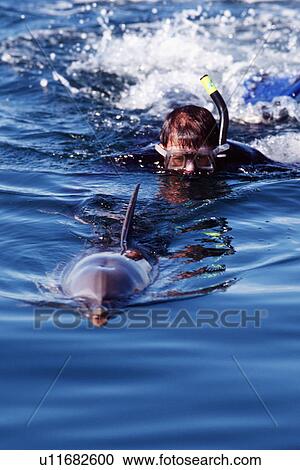 Stock Image - Long-beaked common dolphin and snorkeler. Himalaya Bay, Gulf of California, Mexico.. Fotosearch