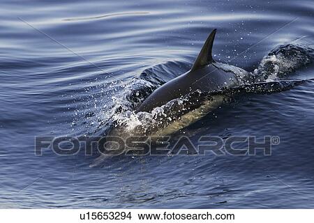 Picture - Long-beaked Common Dolphin (Delphinus capensis) surfacing. Gulf of California (Sea of Cortez), Mexico.. Fotosearch