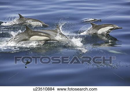 Picture - Long-beaked common dolphin (Delphinus capensis) pod in the calm waters off Isla del Carmen in the Gulf of California (Sea of Cortez), Baja California Sur, Mexico.. Fotosearch