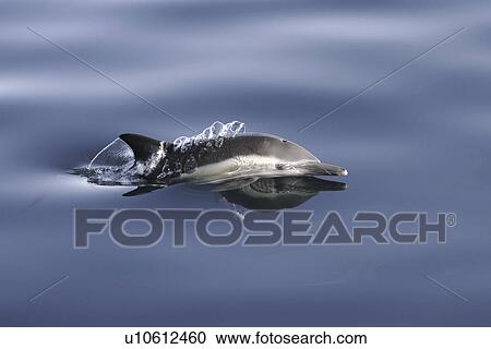 Stock Image - Long-beaked Common Dolphin (Delphinus capensis) surfacing (note the blow behind head) in the Gulf of California (Sea of Cortez), Mexico.. Fotosearch