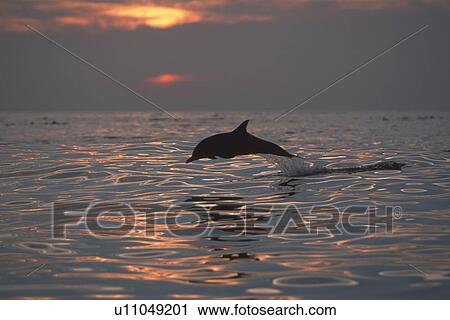 Stock Image - Long-beaked Common Dolphin (Delphinus capensis) at sunset. Northern Gulf of California, Mexico (rr). Fotosearch