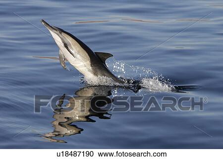 Stock Image - Long-beaked Common Dolphin (Delphinus capensis) leaping at sunrise in the Gulf of California (Sea of Cortez), Mexico.. Fotosearch