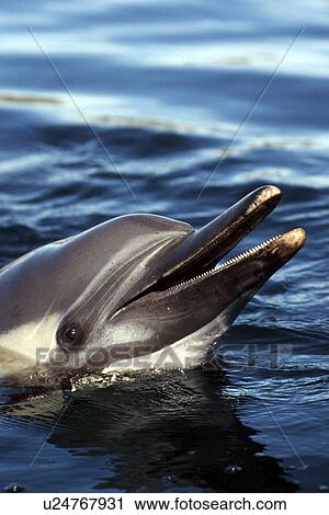 Stock Image - Long-beaked Common Dolphin, Delphinus capensis, rostrum, Himalaya bay, Gulf of California, Mexico. Fotosearch