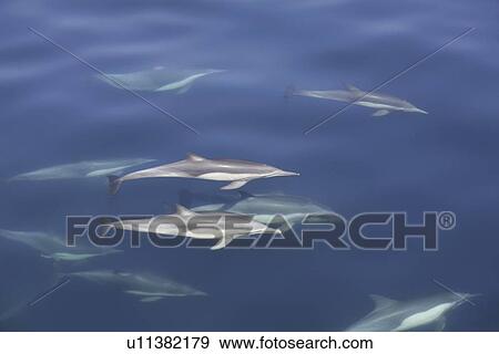 Stock Photo - Long-beaked common dolphin (Delphinus capensis) pod in the calm waters off Isla del Carmen in the Gulf of California (Sea of Cortez), Baja California Sur, Mexico.. Fotosearch