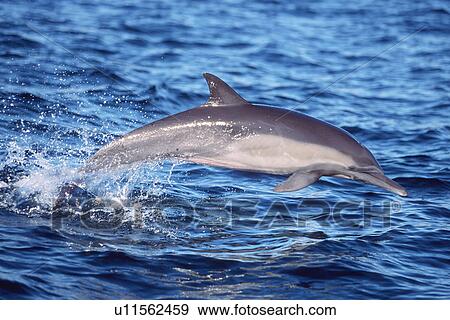 Long-beaked Common Dolphin (Delphinus capensis) leaping. Bahia de los Angeles, Baja California, Mexico. View Large Photo Image Stock Photo - Long-beaked Common Dolphin (Delphinus capensis) leaping. Bahia de los Angeles, Baja California, Mexico.. Fotosearch