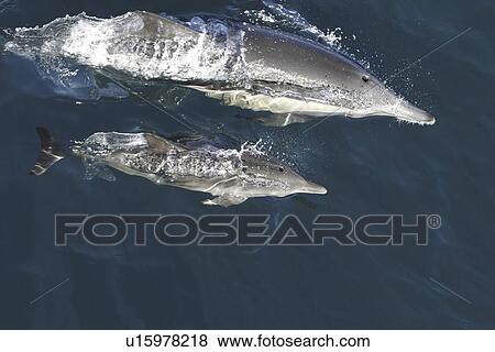 Stock Photo - Long-beaked common dolphin (Delphinus capensis) mother and calf surfacing in the calm waters off Isla del Carmen in the Gulf of California (Sea of Cortez), Mexico.. Fotosearch