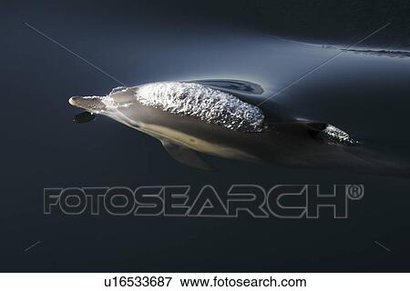 Stock Photo - Long-beaked Common Dolphin (Delphinus capensis) surfacing (note the blow behind head) Gulf of California (Sea of Cortez), Mexico.. Fotosearch