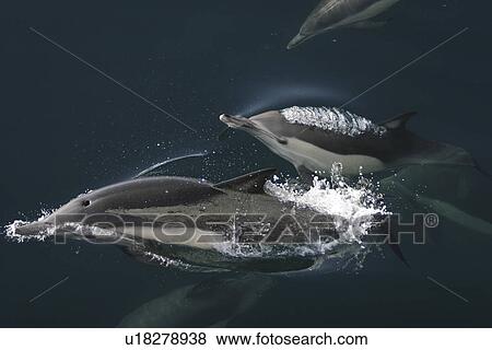 Stock Photo - Long-beaked Common Dolphin (Delphinus capensis) two surfacing. Gulf of California (Sea of Cortez), Mexico.. Fotosearch