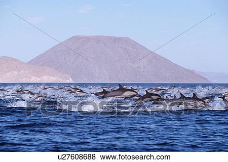 Stock Photo - Long-beaked Common Dolphin (Delphinus capensis) Pod swimming. Baja California. Fotosearch