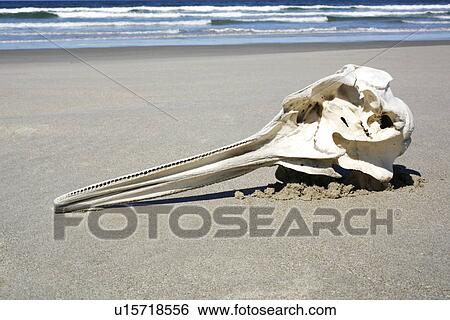 Long-beaked Common Dolphin (Delphinus capensis) skull found on the beach at Islam Magdalena, Baja, California Sur. Pacific Ocean. Possible by-catch in purse-seiner? View Large Photo Image Stock Photograph - Long-beaked Common Dolphin (Delphinus capensis) skull found on the beach at Islam Magdalena, Baja, California Sur. Pacific Ocean. Possible by-catch in purse-seiner?. Fotosearch