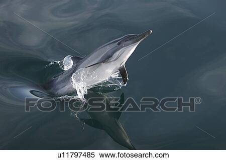 Stock Photography - Long-beaked Common Dolphin (Delphinus capensis) leaping - note reflection on perfectly calm water surface -in the Gulf of California (Sea of Cortez), Mexico.. Fotosearch